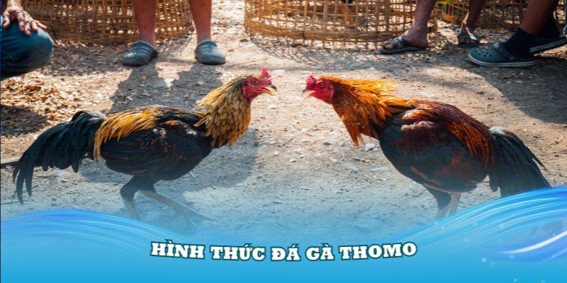 3 hình thức thi đấu đá gà i9bet cơ bản