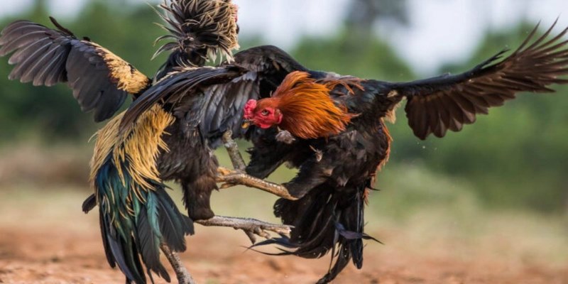 Trải nghiệm đá gà an toàn